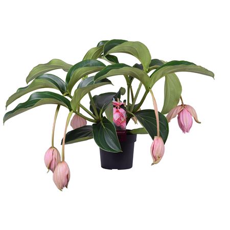 Medinilla Magnifica 5+