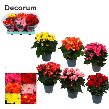 Begonia Exclusive Mix (decorum)