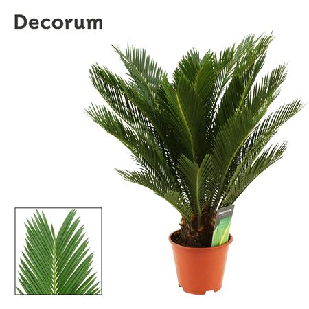 Cycas Revoluta 10+ (dec)