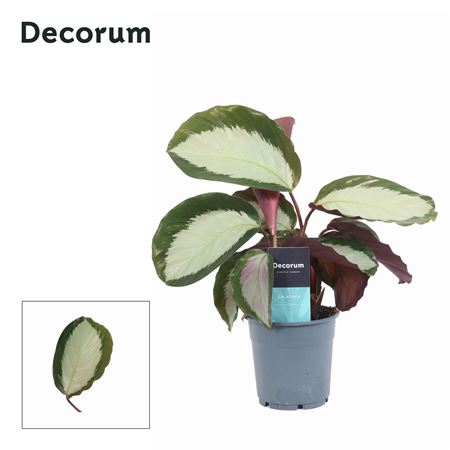 Calathea Royal Standard (decorum)