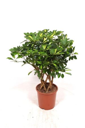 Schefflera Gold Capella Tube