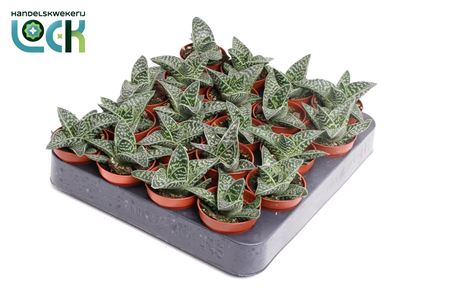 Aloe Varigata