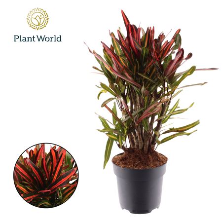 Croton Nervia Branched