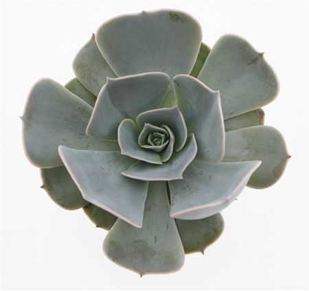 Echeveria Pollux Xl