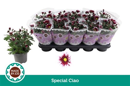 Chrys Special Ciao