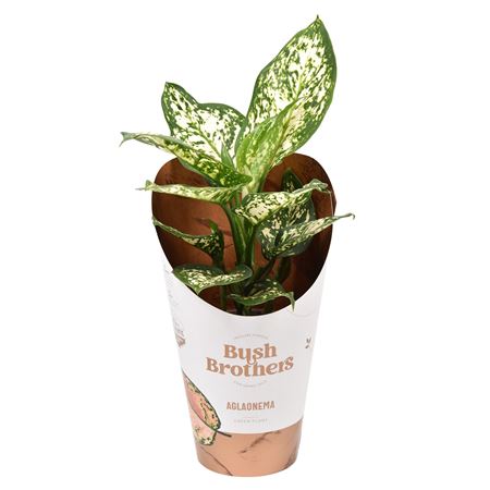 Aglaonema White Star