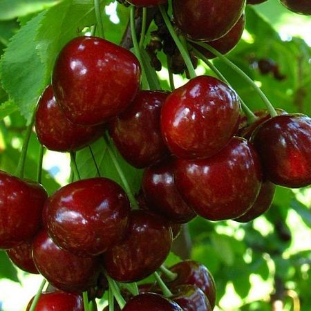 Черешня Регина | Оптовая цветочная компания «Флора Групп» Черешня Регина