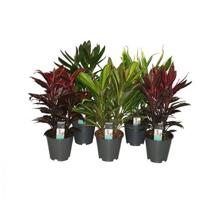 Кордилина Микс