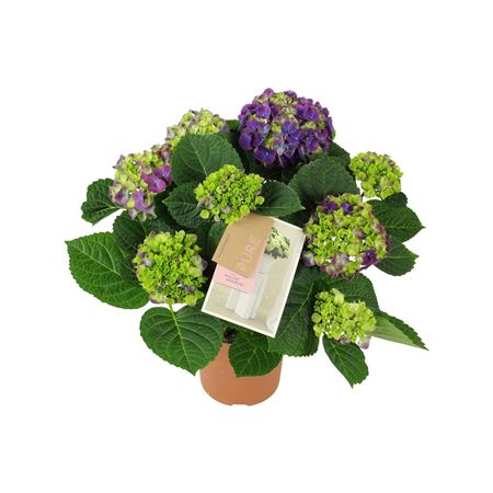 Hydrangea Ma Ningbo Lila 5+