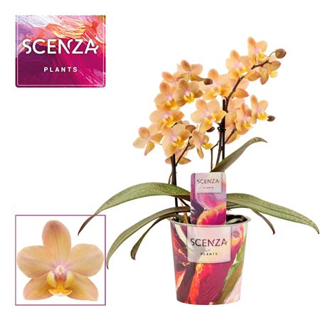 Phal 2st Aroma Scention (duijn Hove)