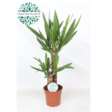 Yucca 45+20 3+