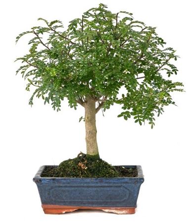 Bonsai Zanthoxylum Piperitum Traditional Ball (ind