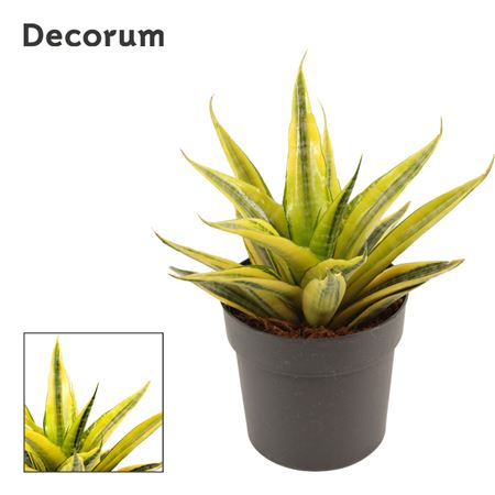 Sansevieria Cordova Variegated