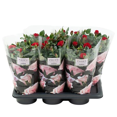 Rosa Palace Red
