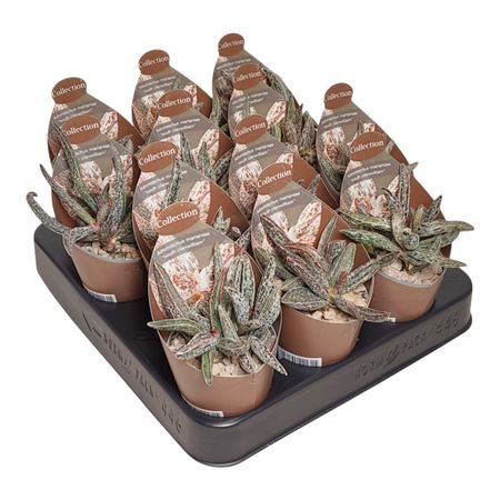 Adromischus Marianae Clan Williams Potcover