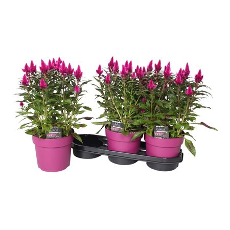 Celosia Deep Purple With Label