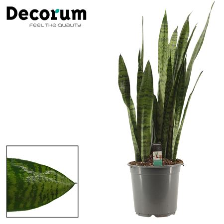 Sansevieria Zeylanica Regular 21  (decorum)