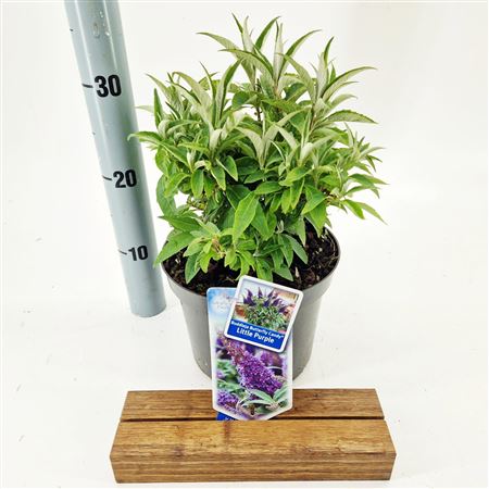 Buddleja Dav Butterfly Candy Little Purple