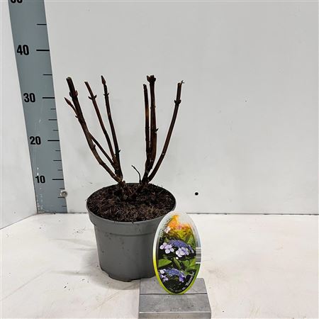 Hydrangea Ma Blaumeise