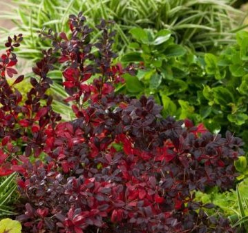 Барбарис средний Ред Джевел