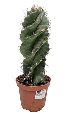 Cereus Forbesi Spiralis