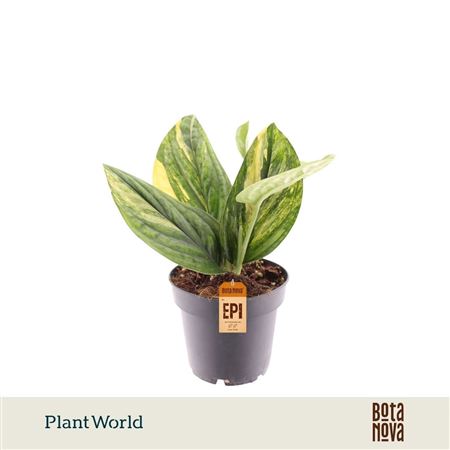 Epipremnum Variegata Marble Planet