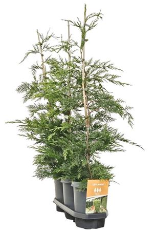 Cupressocyparis Leylandii (hedgeline)