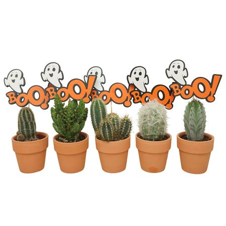 Cactus Mix In 6 Cm 'terracotta Kraagpot' Met Boo B