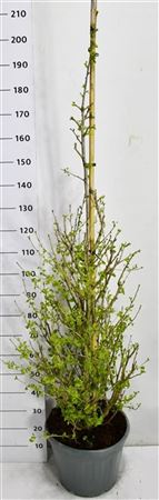 Ginkgo Bil Fastigiata Blagon