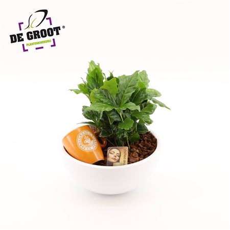 Coffea In Bowl