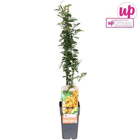 Pyracantha Soleil D'or
