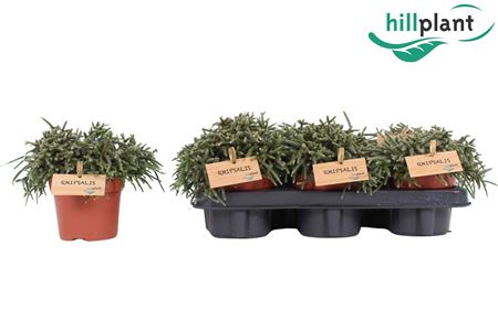 Rhipsalis Pilocarpa