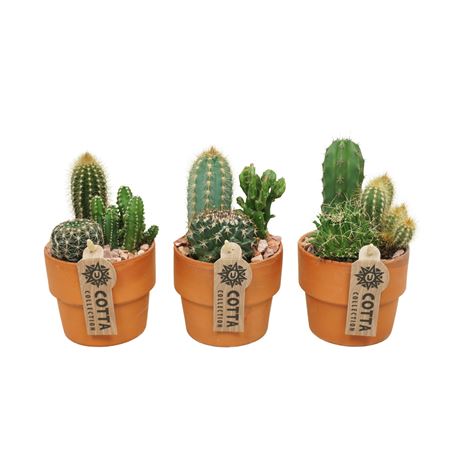 Cactus Arrangement In Terracotta