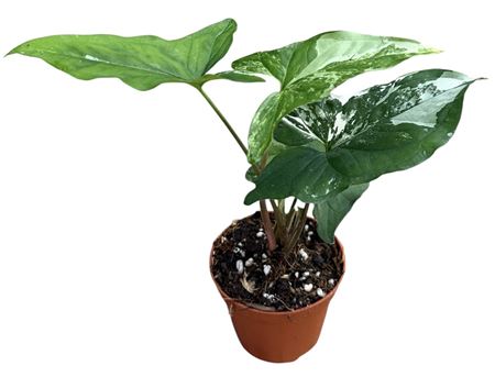 Syngonium Albo Variegata