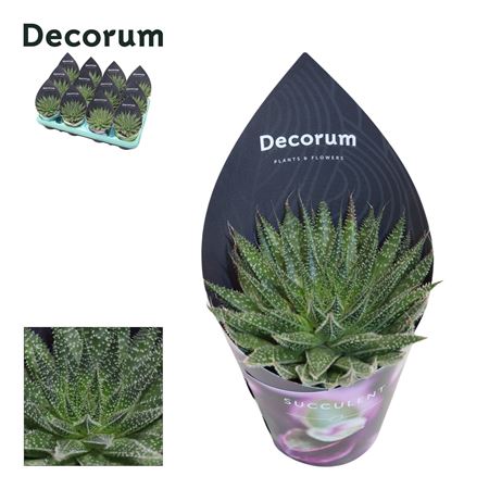 Aloe Aristata (decorum) Decorum Potcover