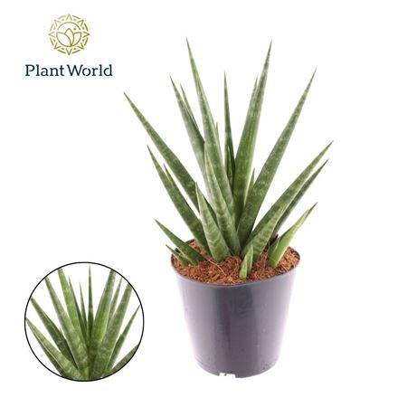 Sansevieria Blue Dancing