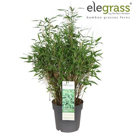 Fargesia Murieliae Light Green