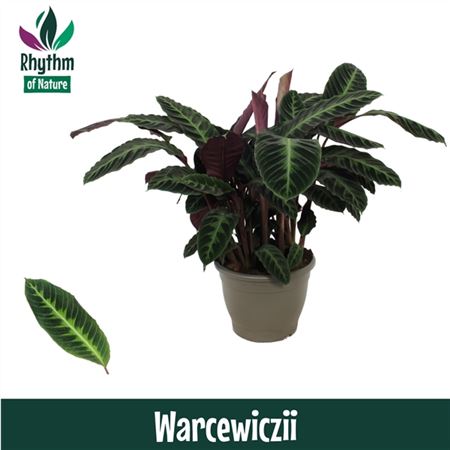 Calathea Warcewiczii Decorum