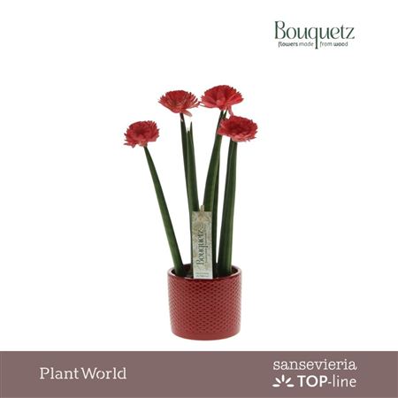 Sansevieria Top-line Bouquetz Red In Dots Keramiek
