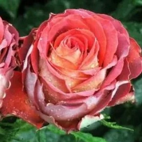 Роза чайно-гибридная Гиннес