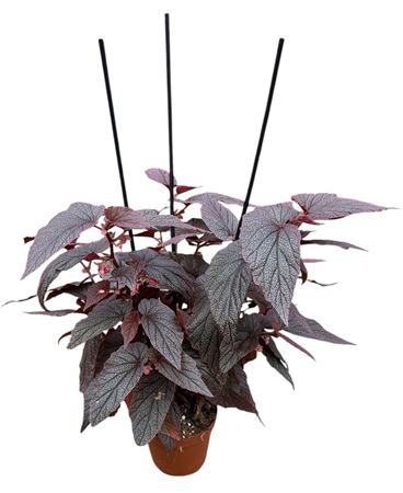Begonia Morris