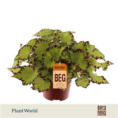 Begonia Rex Jive