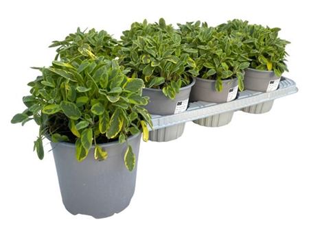 Шалфей лекарственный Иктерина