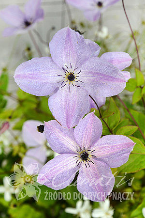 Клематис фиолетовый Фейаридаст