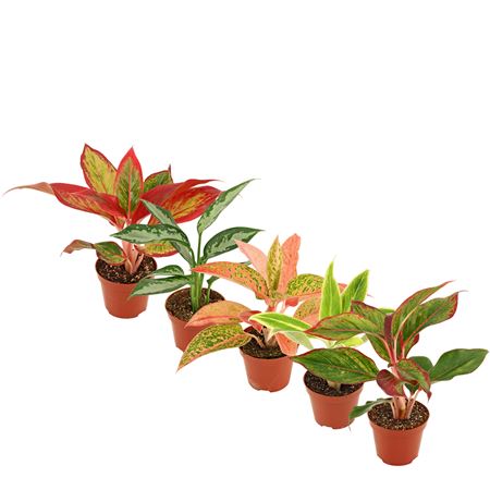 Aglaonema Mix 9