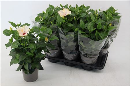 Hibiscus White Venezia 6+