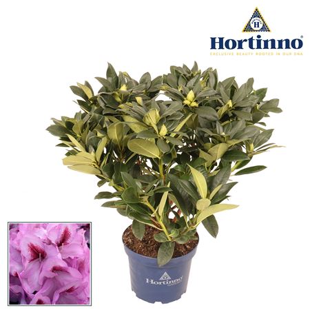 Rhodo Hortinno Lila Flame
