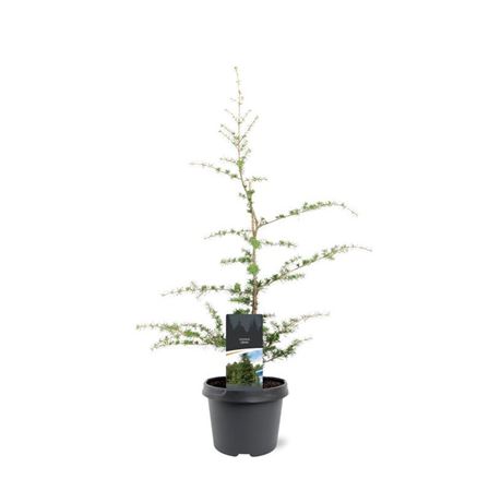 Cedrus Libani