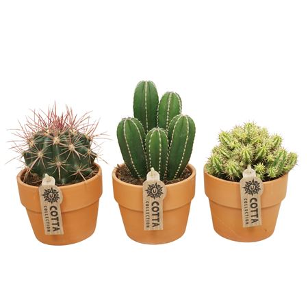 Cactus Mix In Terracotta Kraagpot