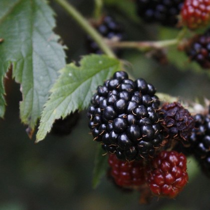 Ежевика Аучита в тубе